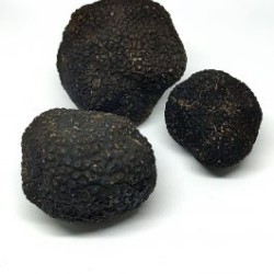 Truffe fraiche noire Tuber Melanosporum Vitt ( entière ) 100 g